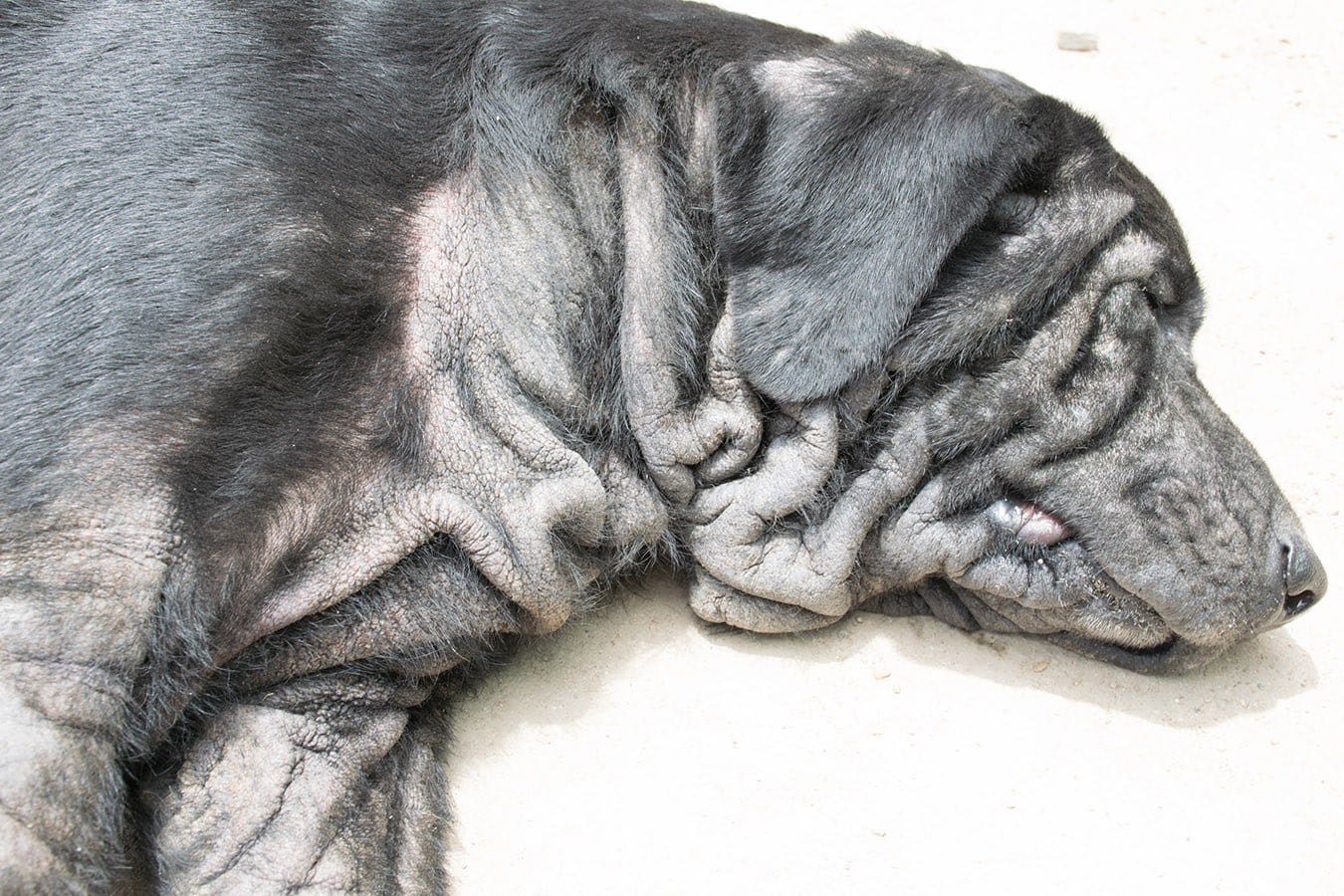 Dog with yeast infection