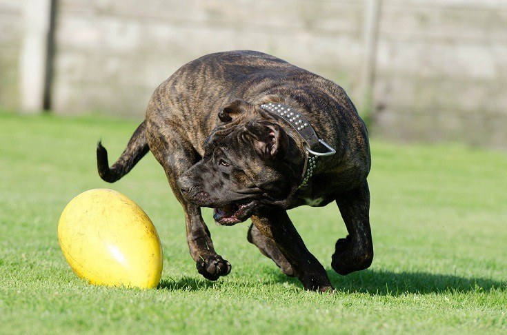 dogo-canario-playing