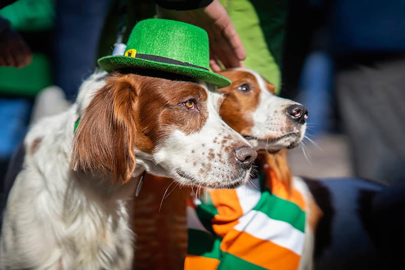 dog wearing costume at st patricks day