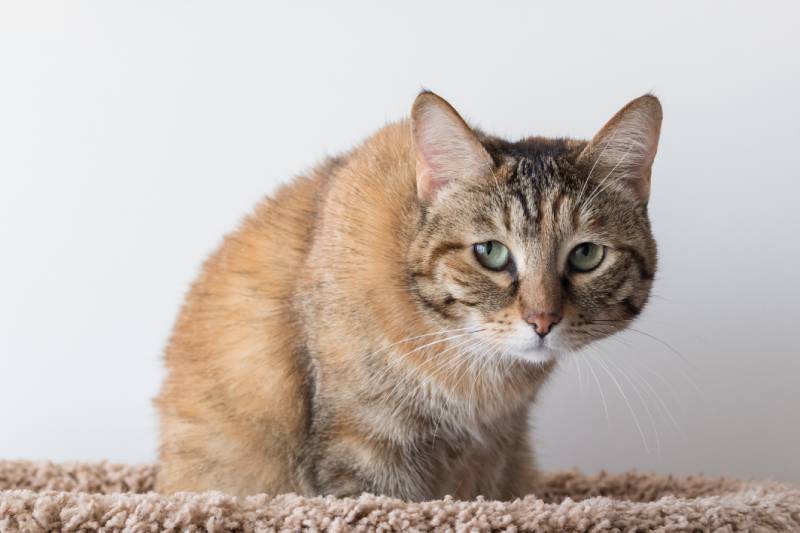 domestic cat sitting in a lounger crouching