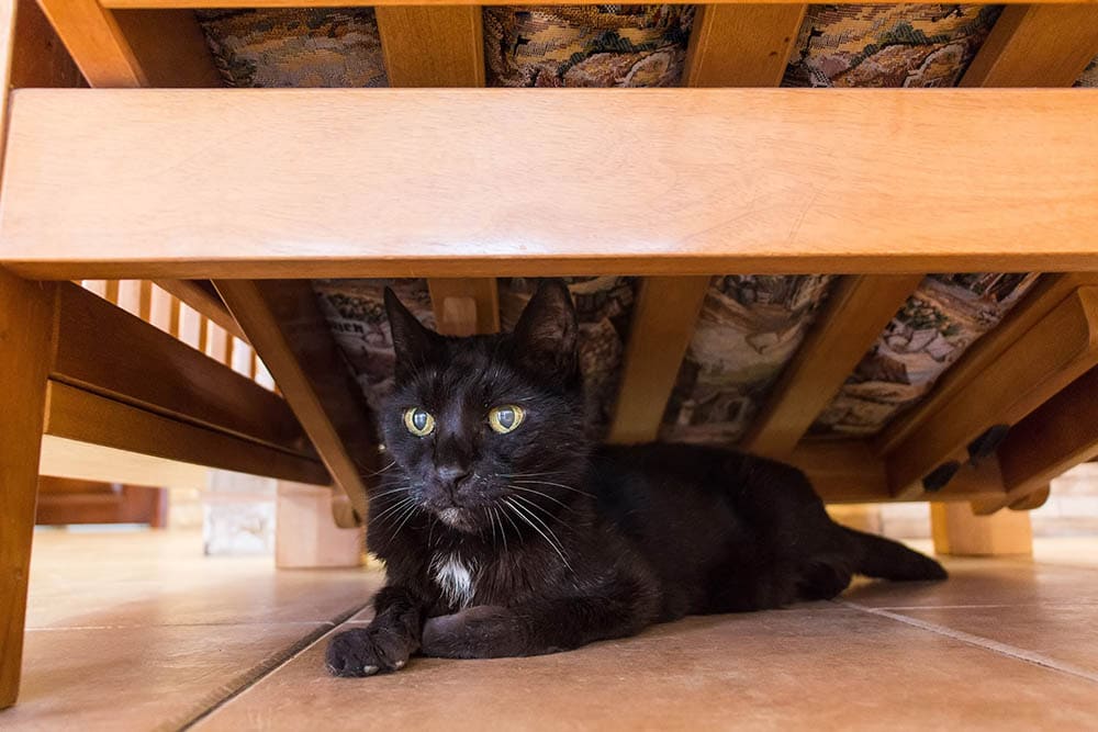 Domestic cat under the bed