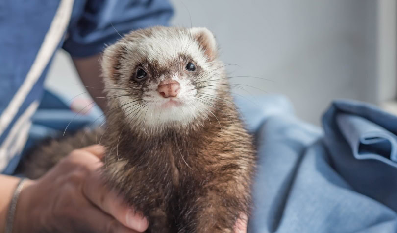 domestic ferret