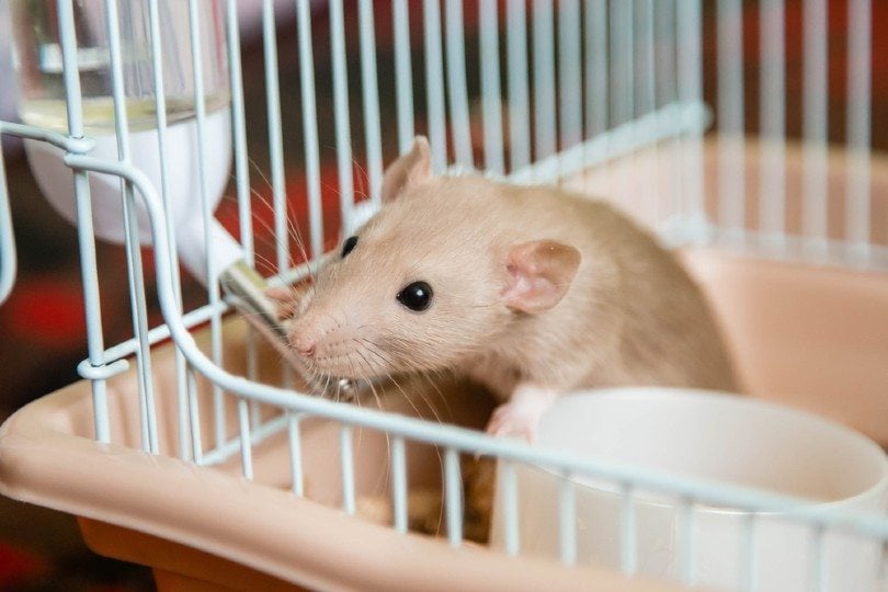 domestic rat dumbo