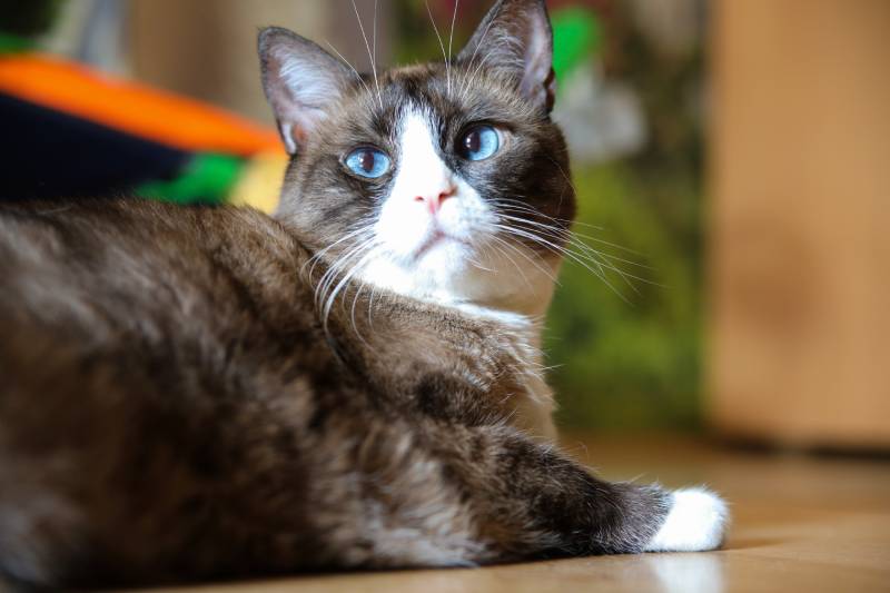 domestic snowshoe cat looking away