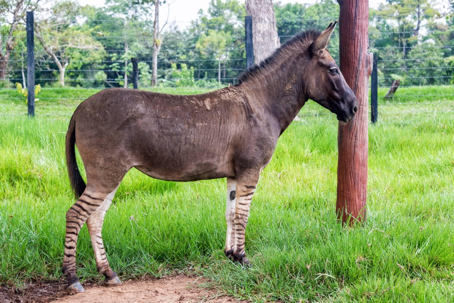donkey-zebra