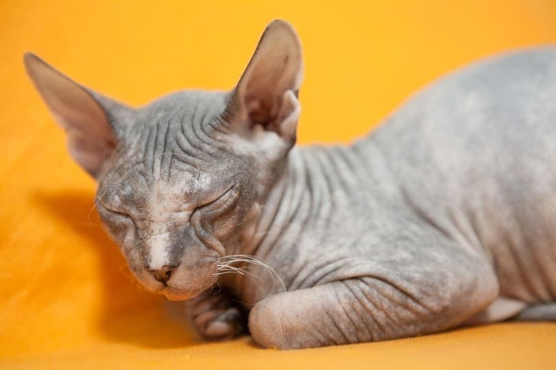 donskoy kitten