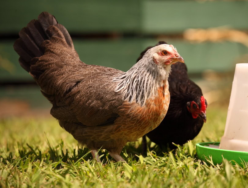 dorking chickens on the grass