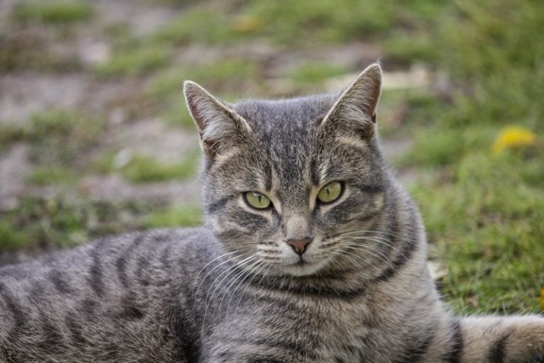 dragon li cat