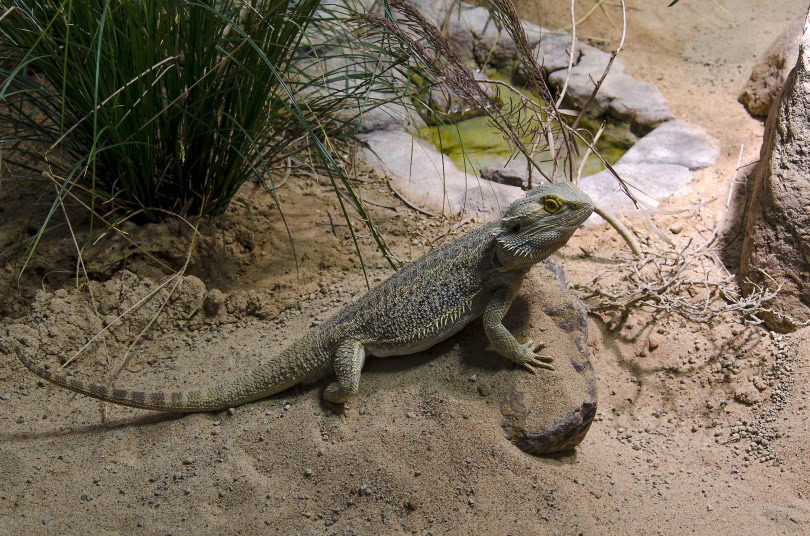 dragon lizard