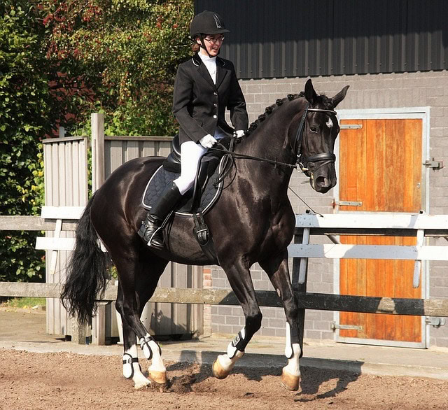dressage horse black