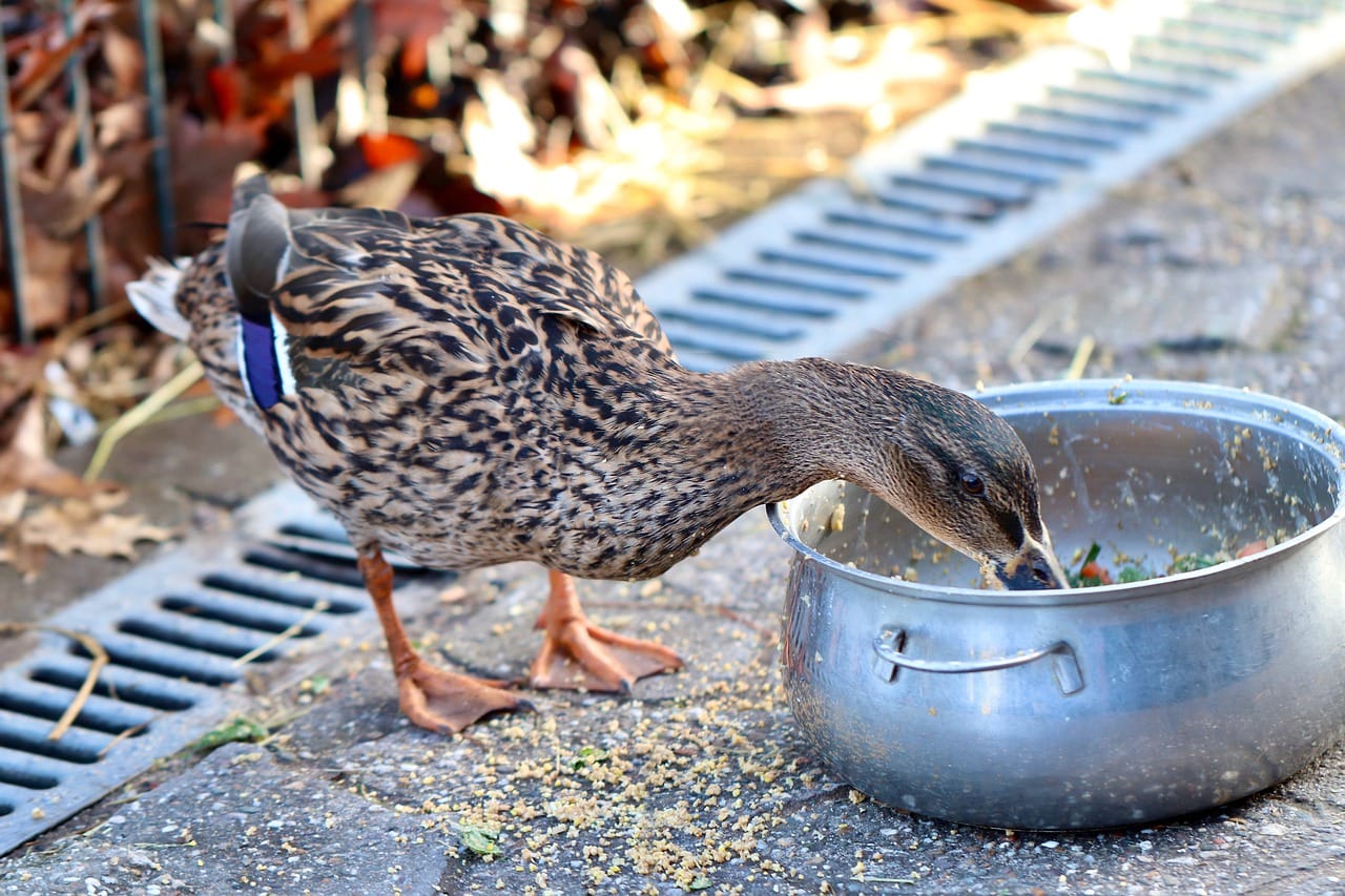 duck eating