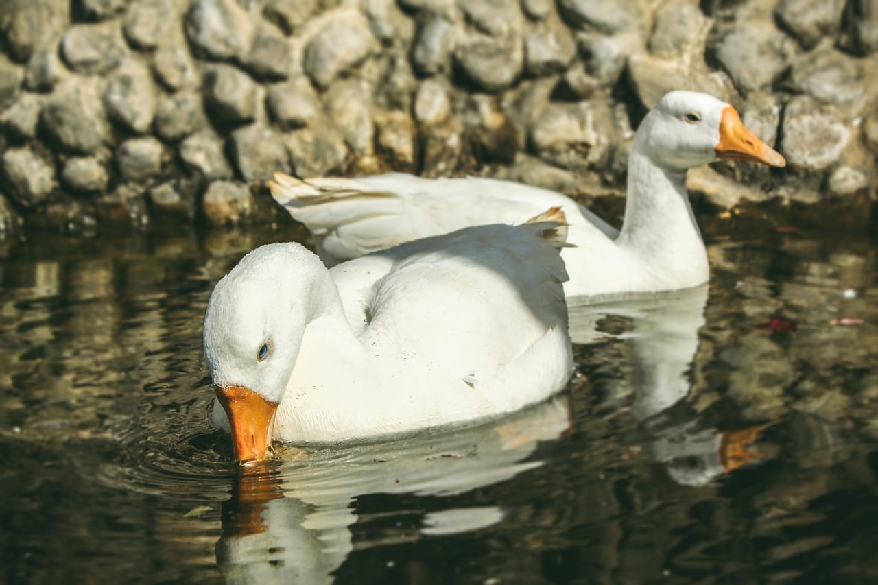 ducks in the water
