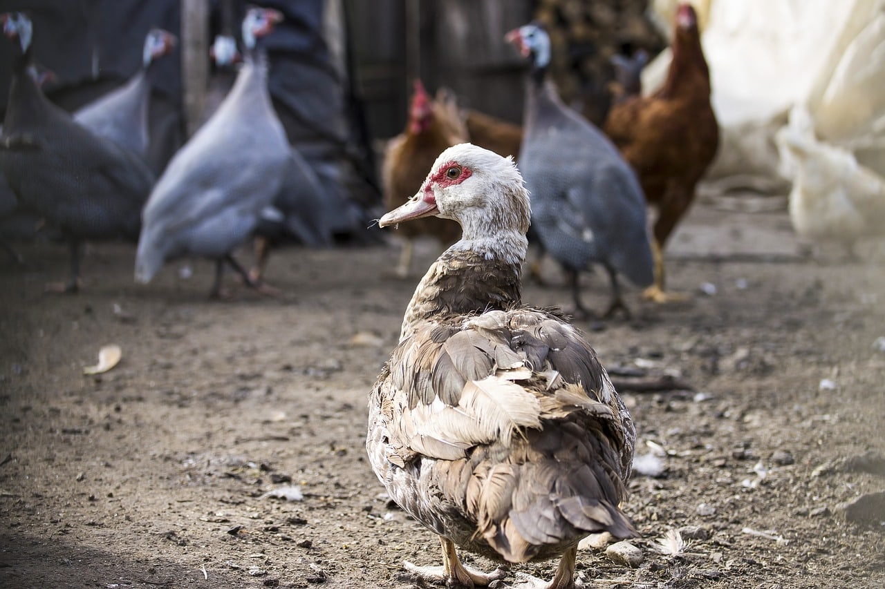 ducks inside the pen