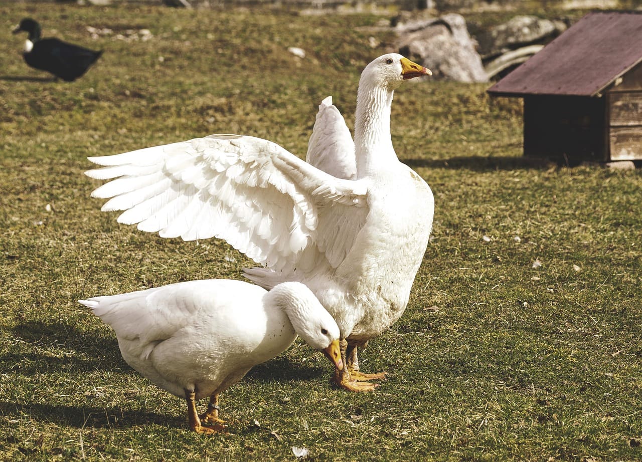 ducks outdoor
