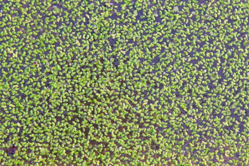 duckweed in aquarium