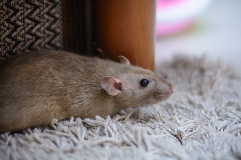 dumbo rat walking and sniffing