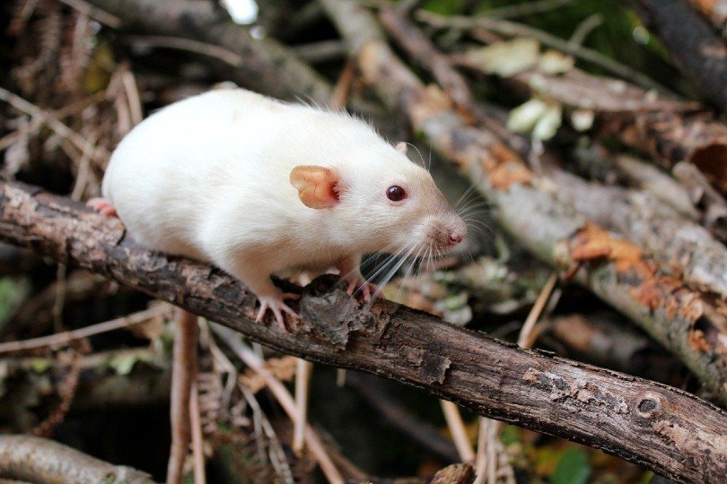 dumbo rat