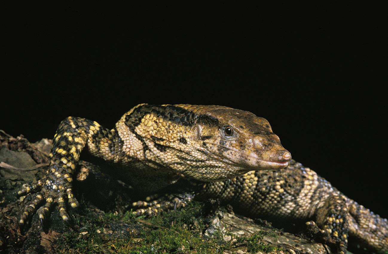 Dumeril's Monitor