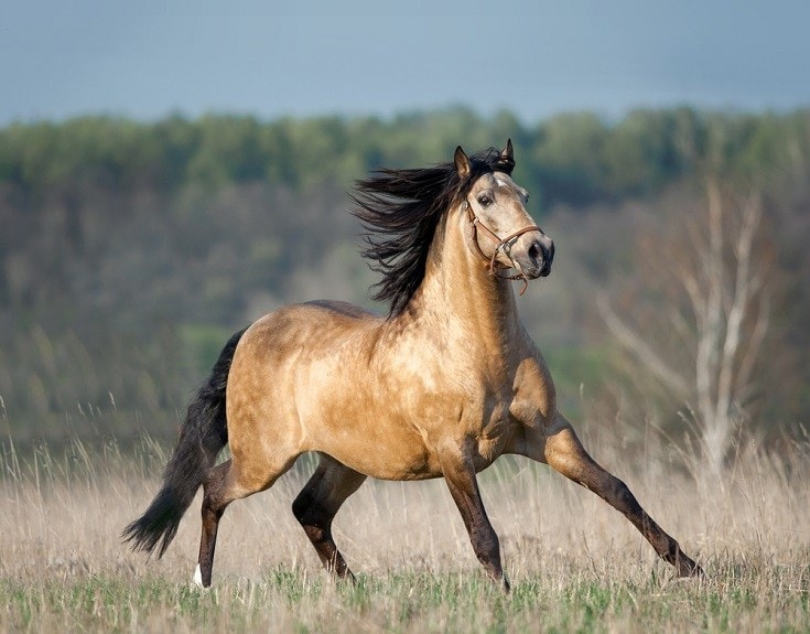 dun colored horse