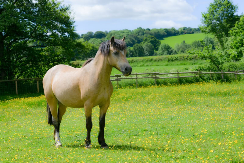 dun horse in the meadow