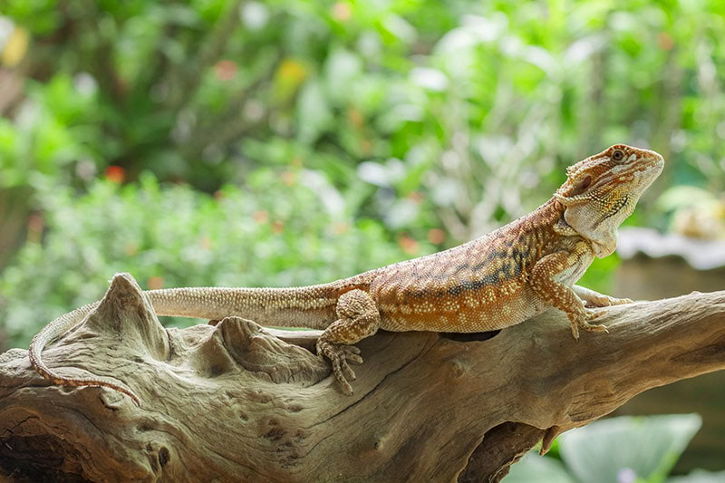 dunner Bearded dragon