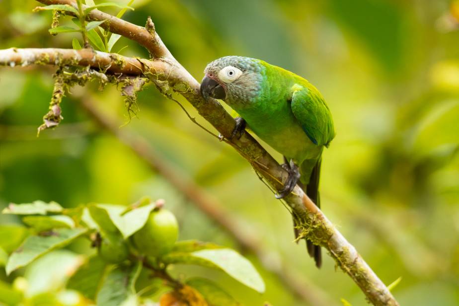 dusky-headed conure_MilanZygmund_shutterstock