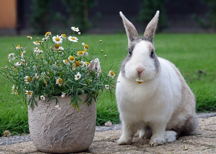 dutch rabbit beside a flower vase