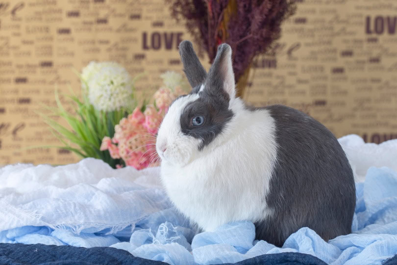 dutch rabbit on floor_