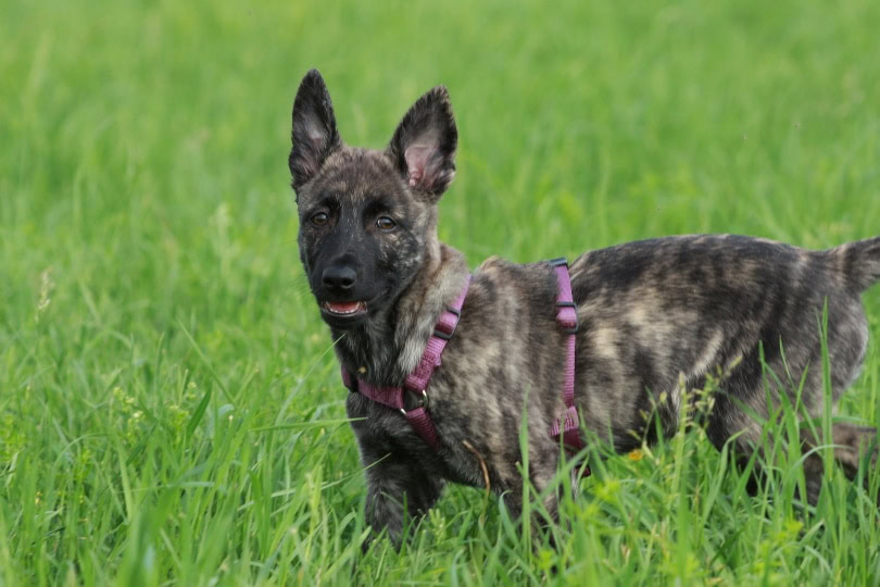 dutch shepherd puppy_Nico Weinhold_Pixabay