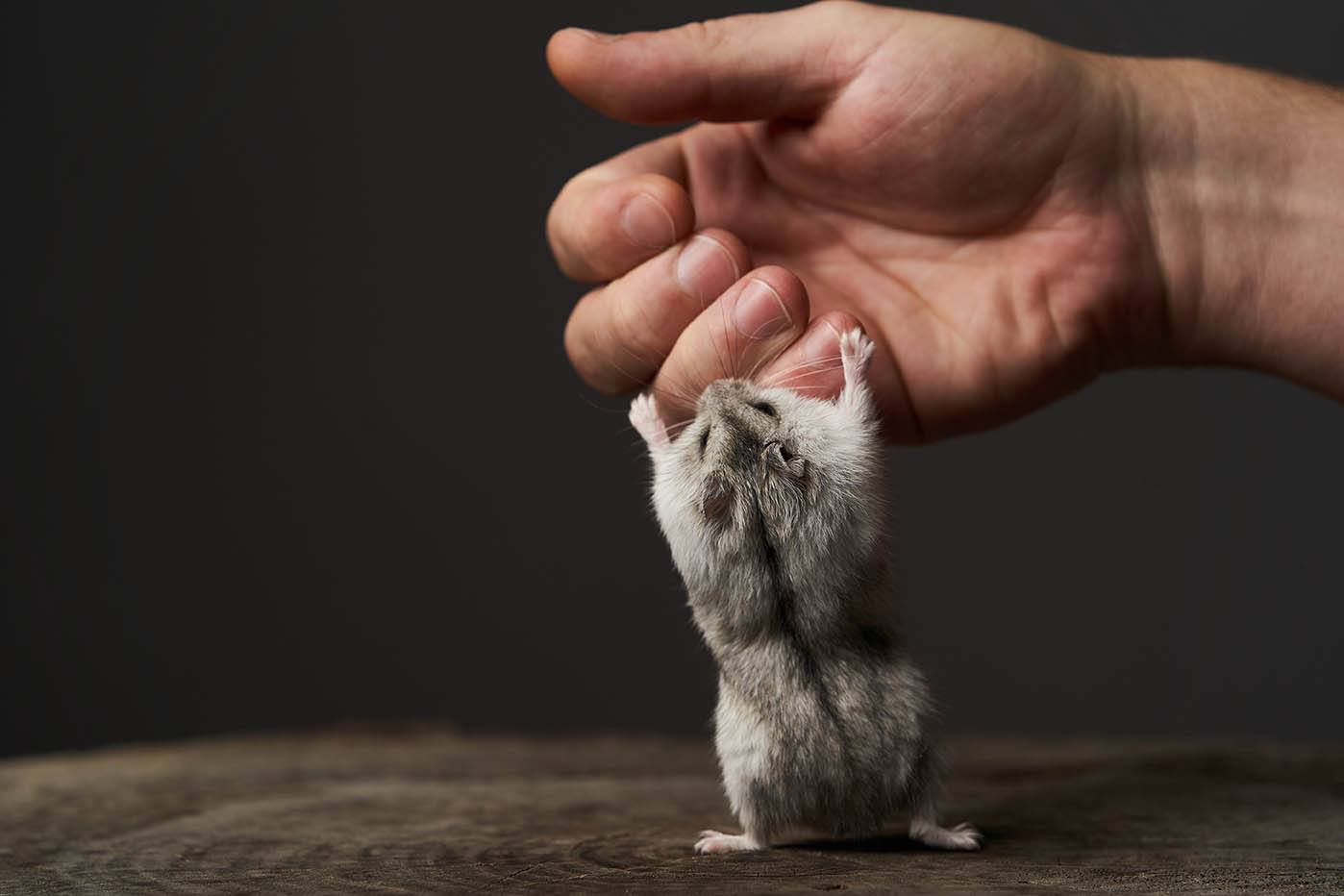 hamster playing_Gecko Studio, Shutterstock