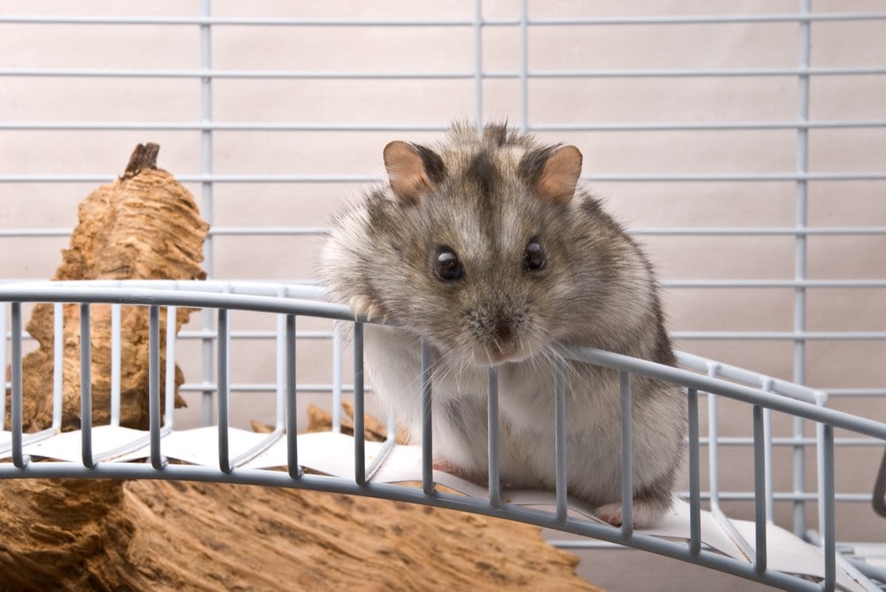 dwarf hamster