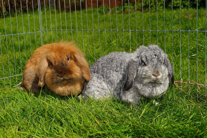 dwarf lionhead rabbit