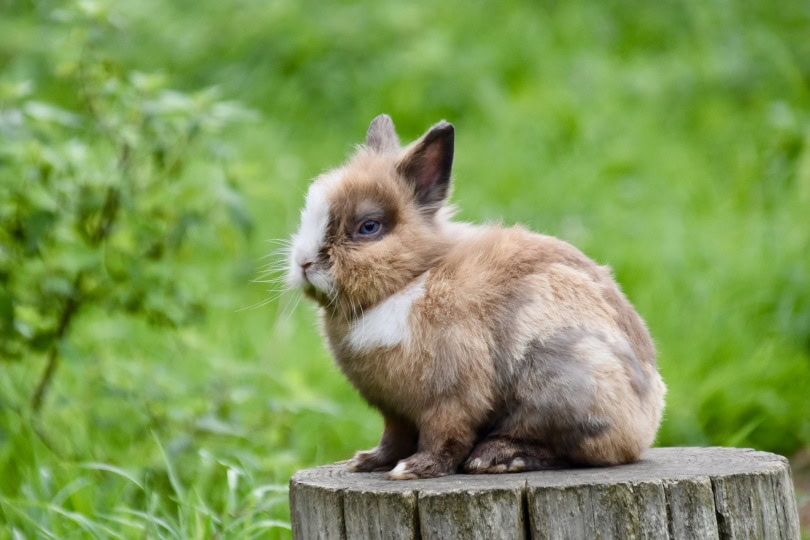 dwarf rabbit
