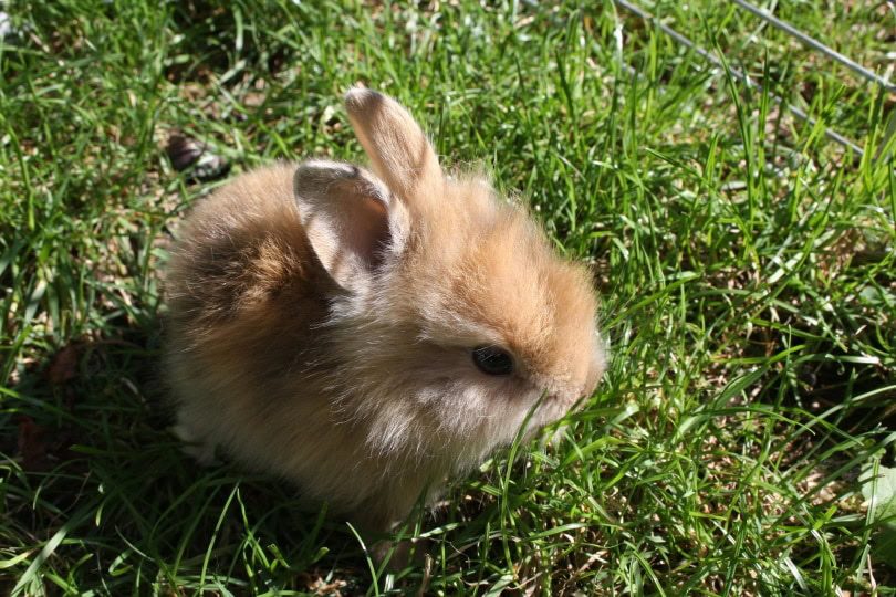 dwarf rabbit_tmh_Pixabay