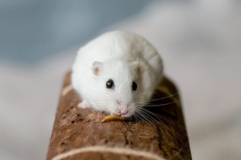 dwarf winter white hamster eating