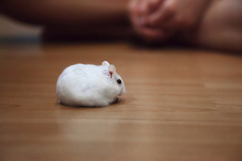 Dwarf Winter White Hamster on the floor