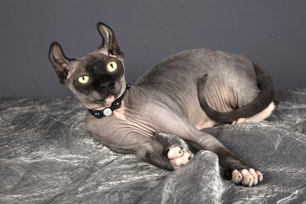 Dwelf Cat Lying on Fabric