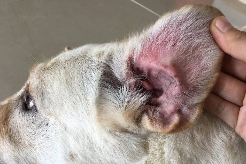 ear infection on dog