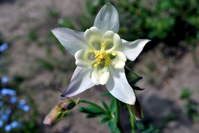 easter lilies