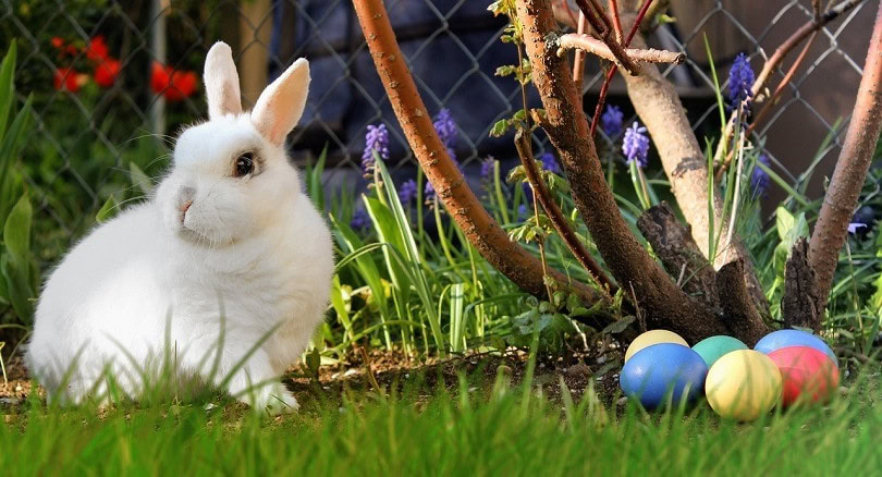 easter rabbit