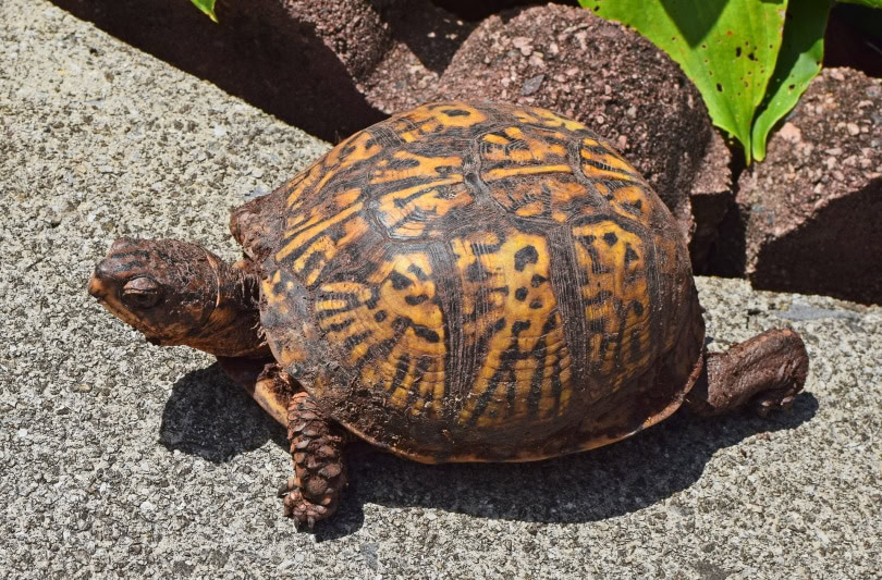 eastern box turtle on patio_Jan Haerer_Pixabay
