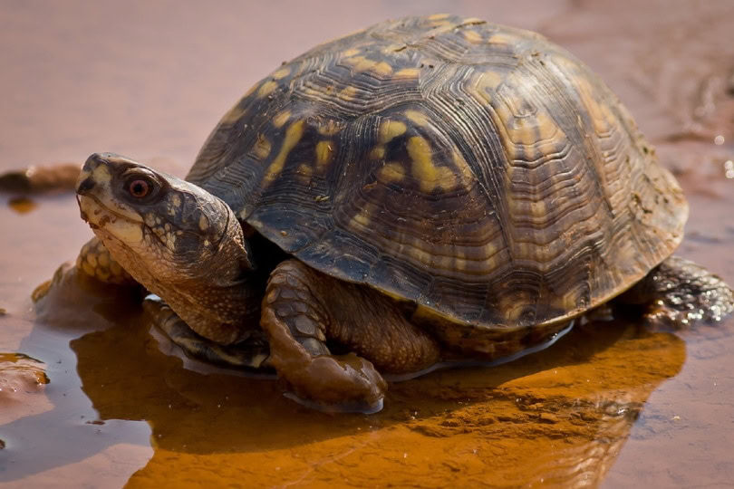 eastern box turtle_Piqsels