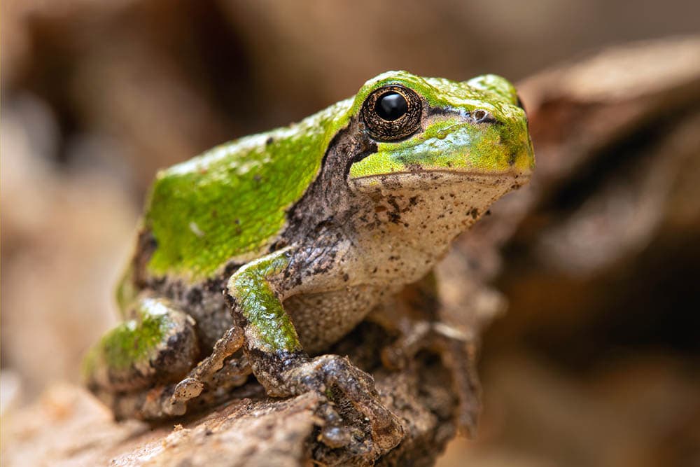 eastern gray treefrog