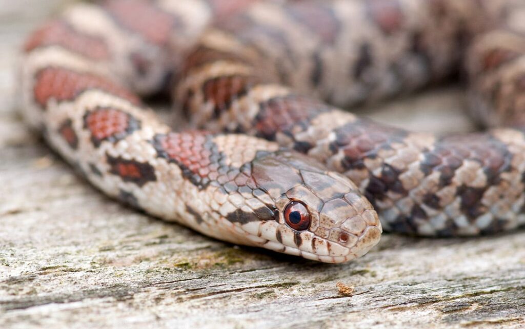 Eastern Milk Snake