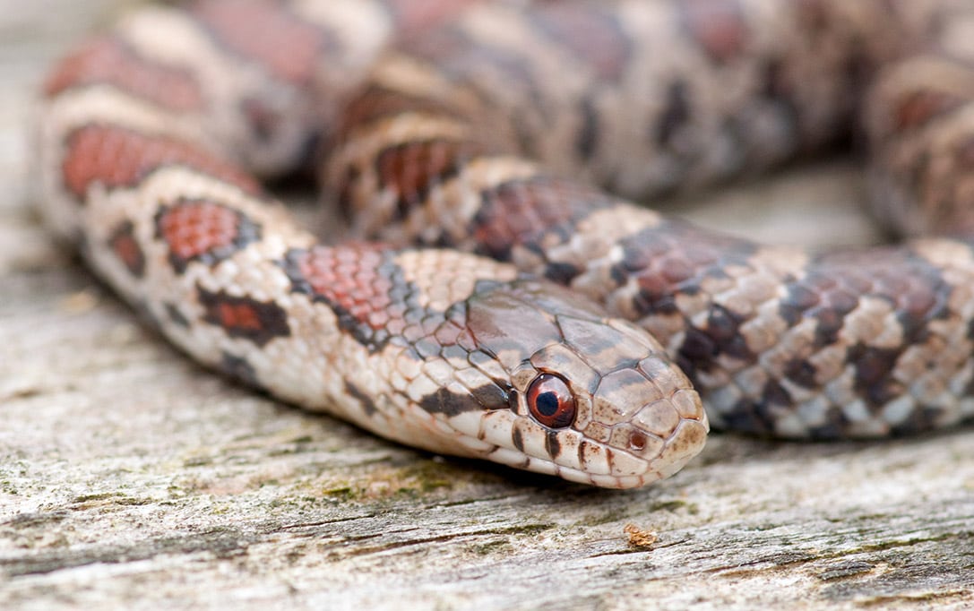 Eastern Milk Snake