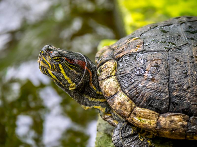 eastern musk turtle at a garden pond