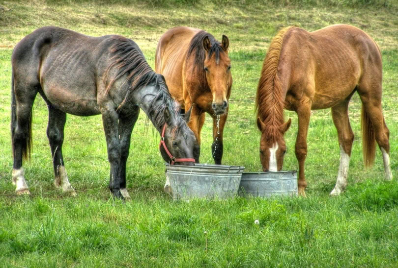eating horses2_Piqsels