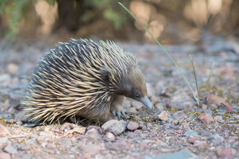 echidna in the wild