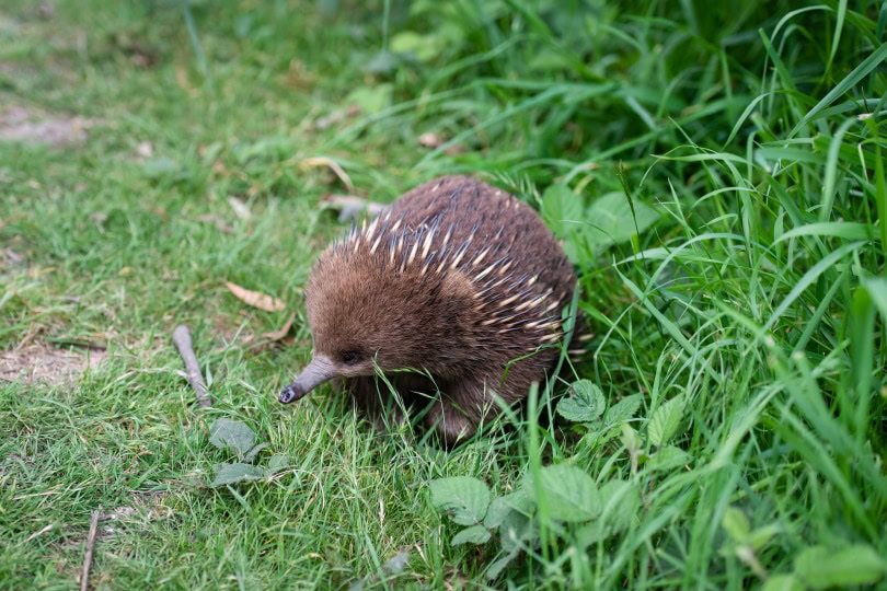 echidna on the grass