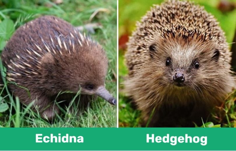 echidna vs hedgehog